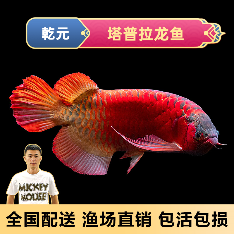 塔普拉（中龙）红龙鱼观赏鱼甄选纯血印尼红龙证书芯片齐全养宠装备