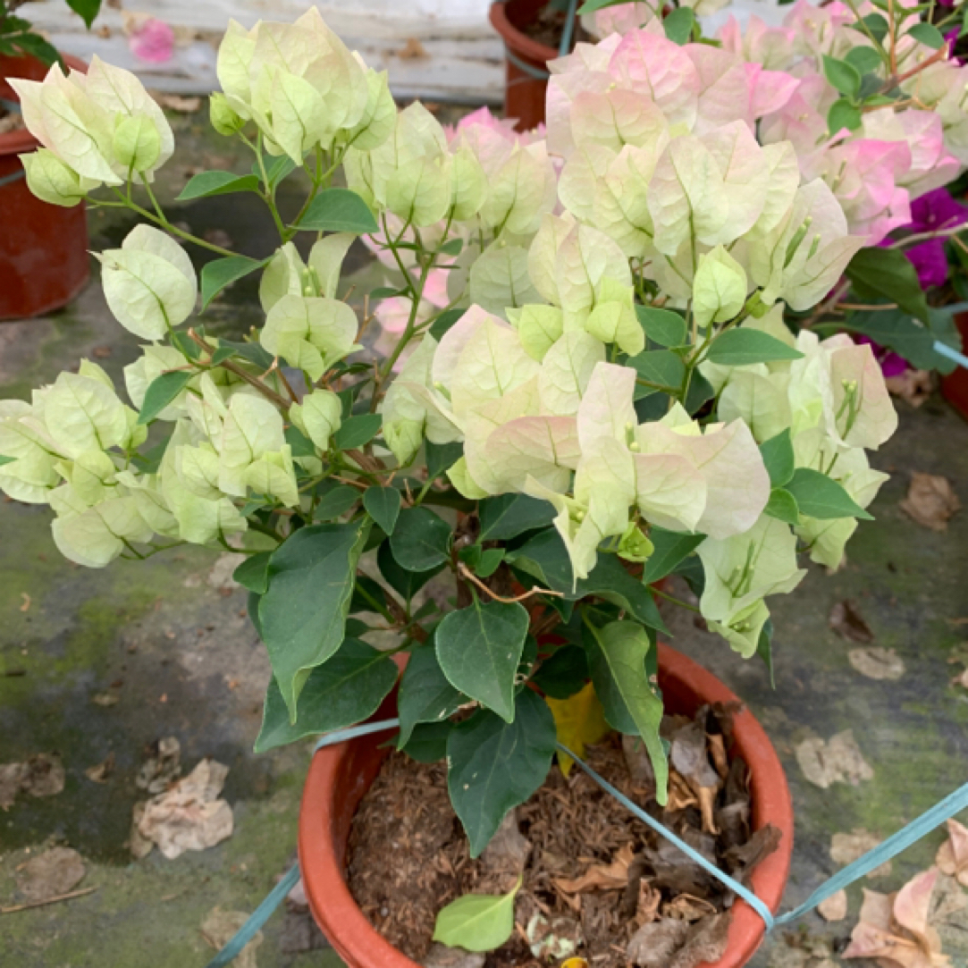 小盆三角梅盆栽 勤花型 多季开花 非常好养阳台花卉耐暴晒喜阳光