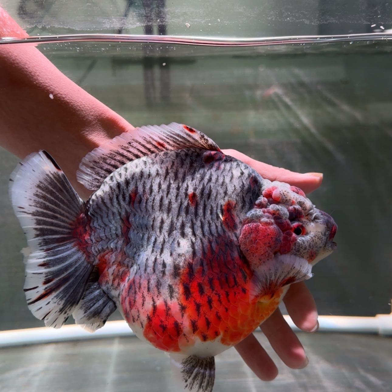 【闪购商品】金鱼金鱼类不分公母18