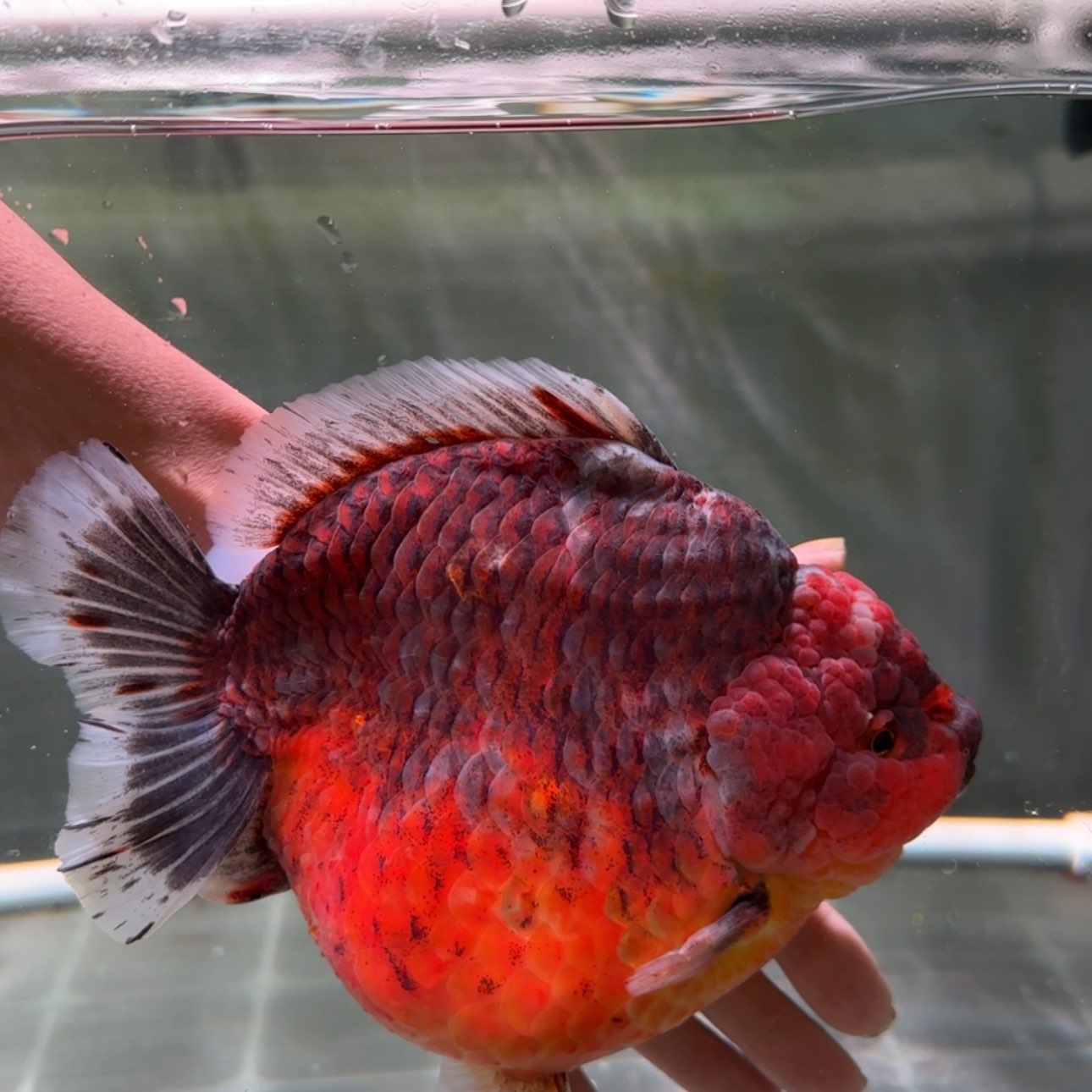 【闪购商品】金鱼金鱼类不分公母18