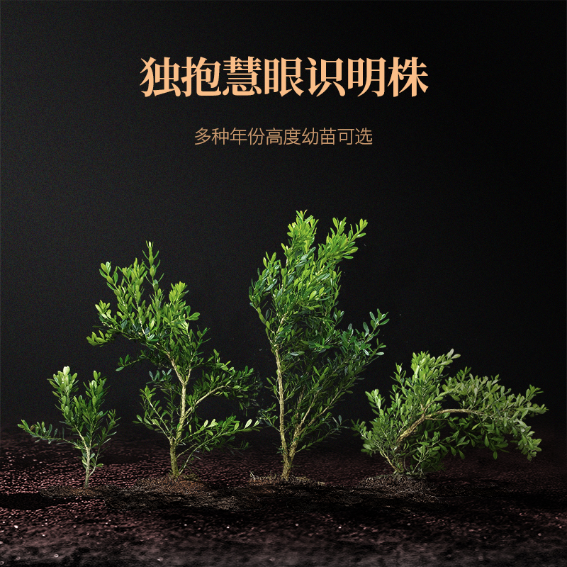 雀舌皱皮黄杨盆景1