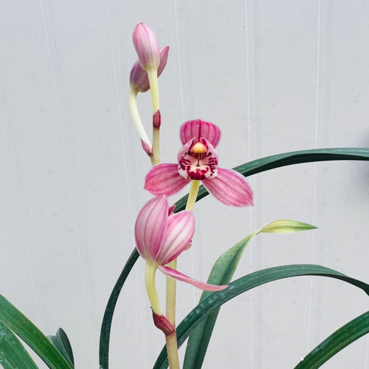 精品国兰基地直发（直播间一物一拍）