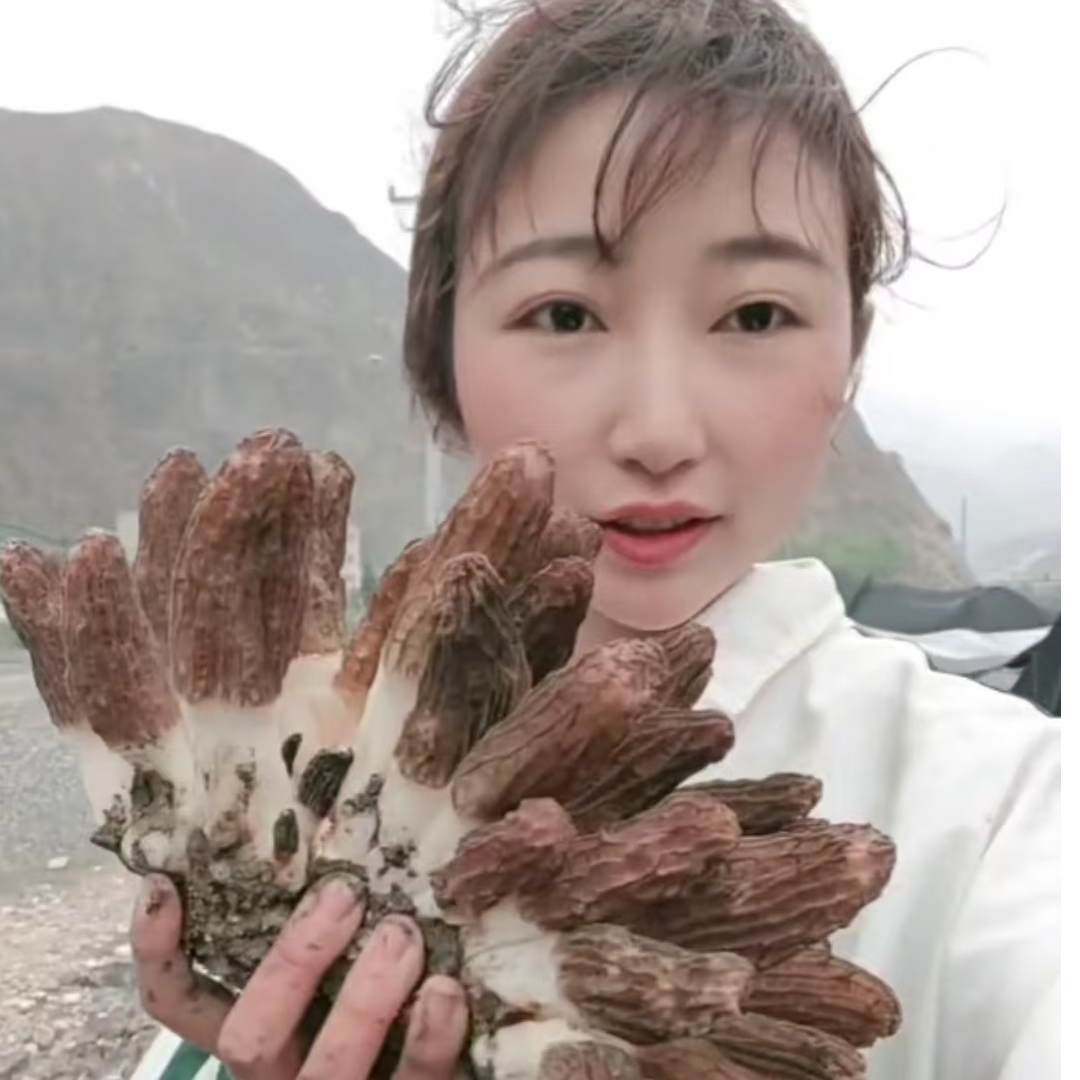 中国天然氧吧县——舟曲县高海拔干货羊肚菌自产自销100克