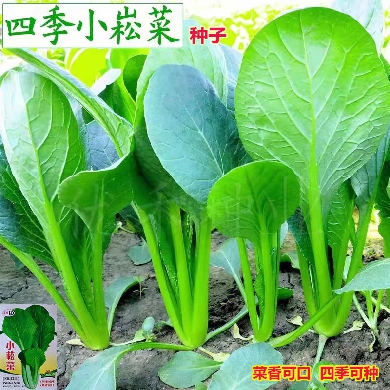 小松菜种子小菘菜甜脆一年四季耐热速生青梗菜青松菜阳台蔬菜种子