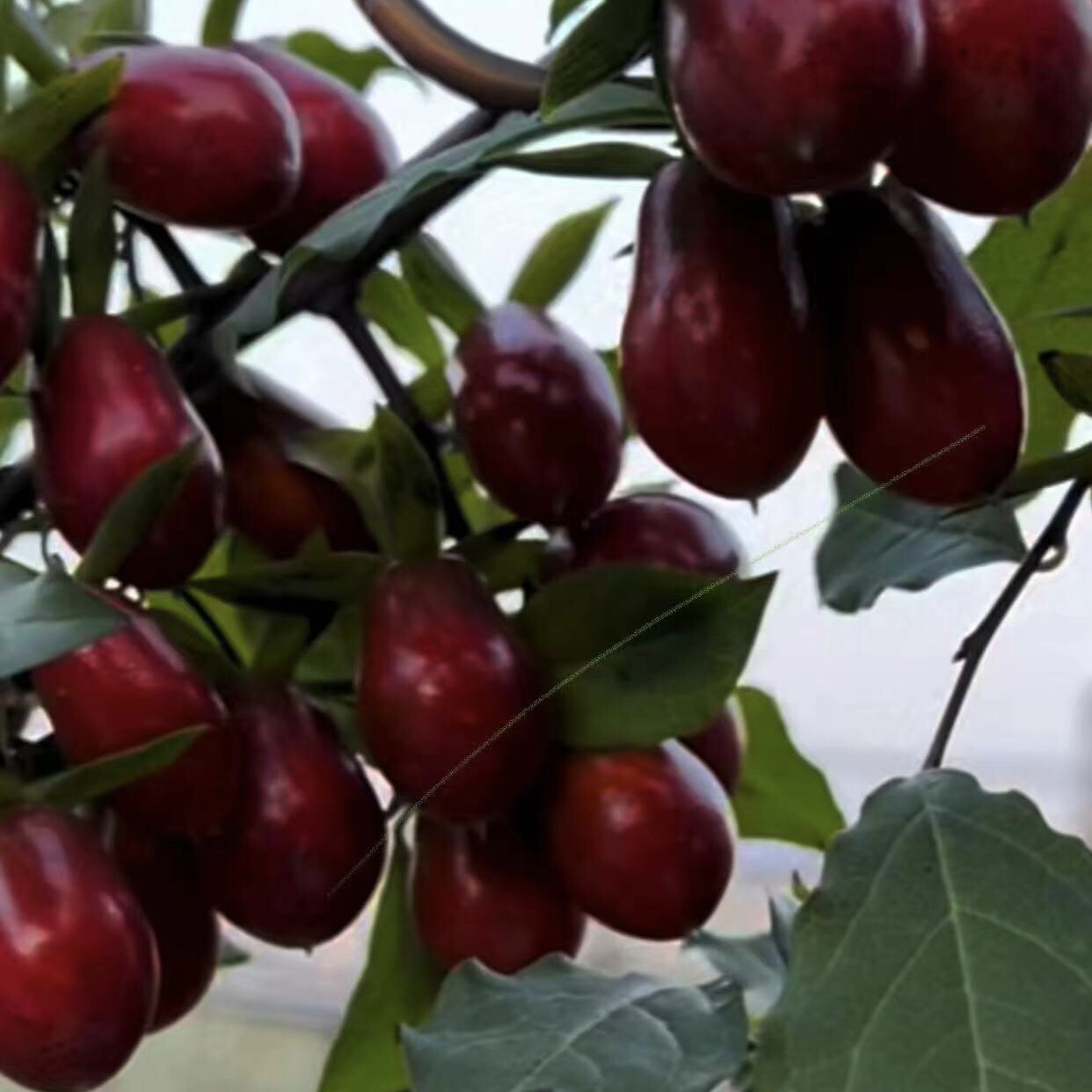 老鸦柿鲜红果盆栽