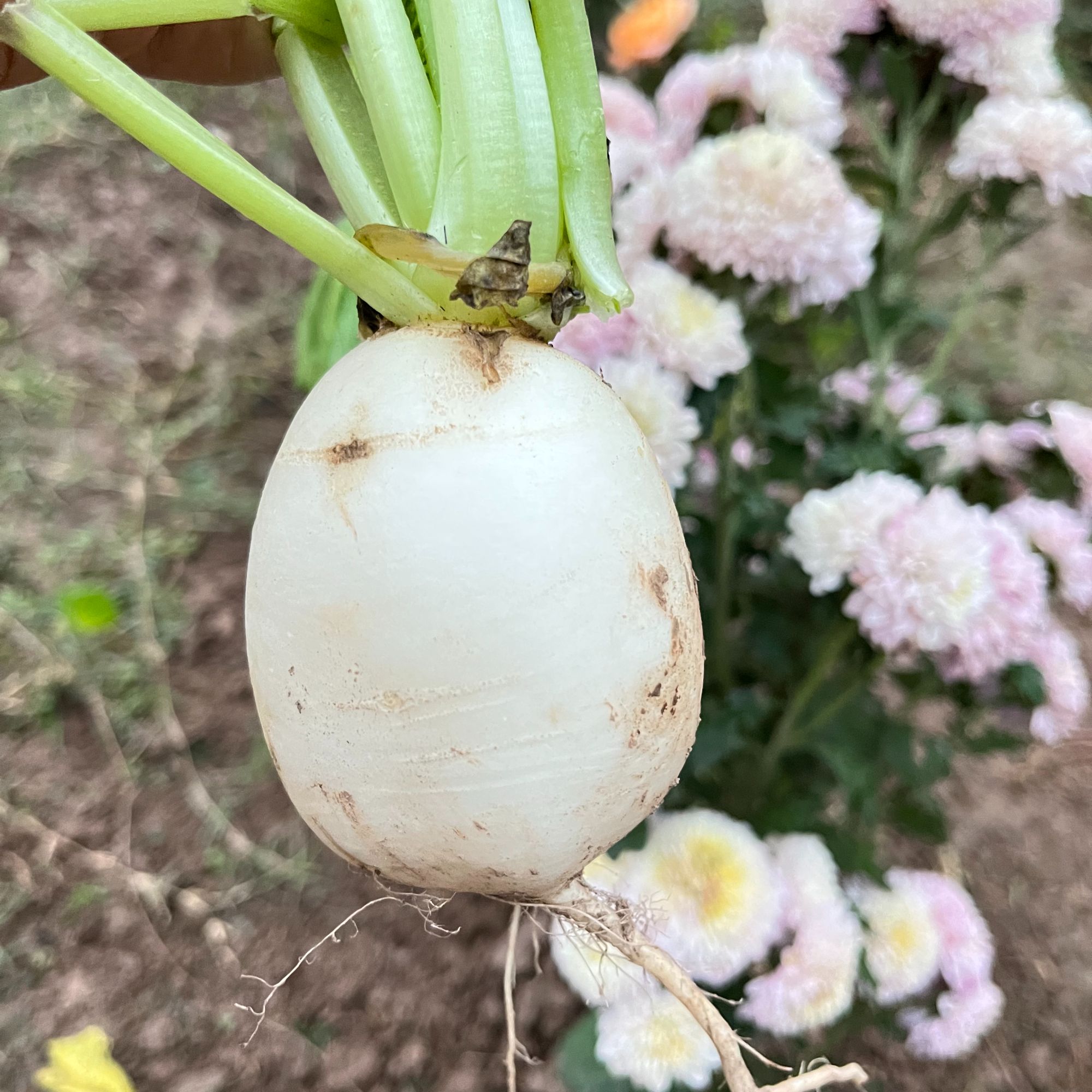 (京东快递)农家自己种植小白萝卜