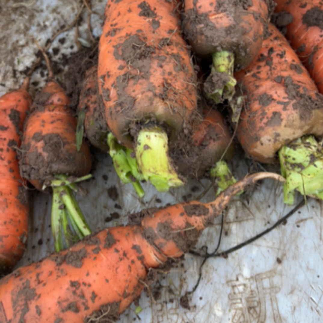 (京东快递)农家自己种植胡萝卜