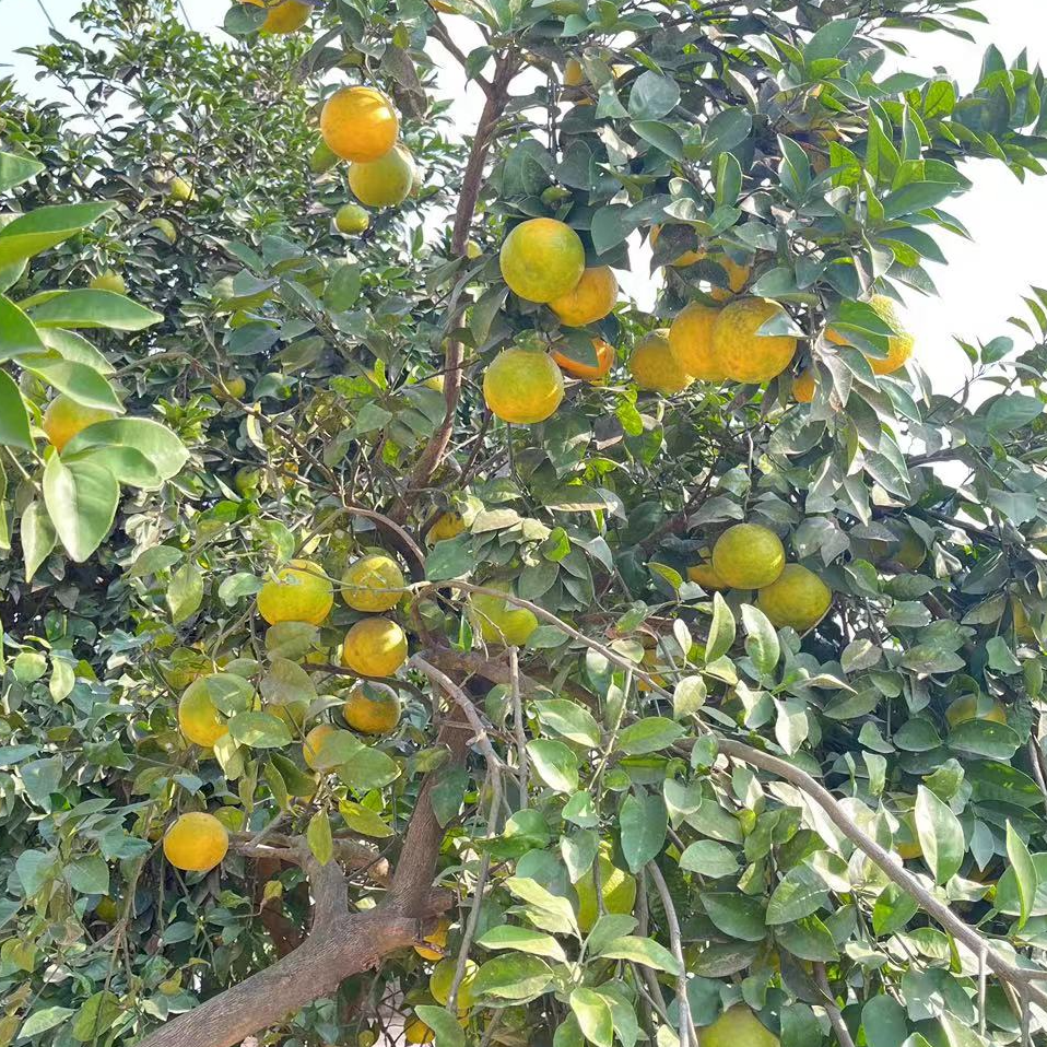 (京东快递)农家种植酸泡柑老药柑