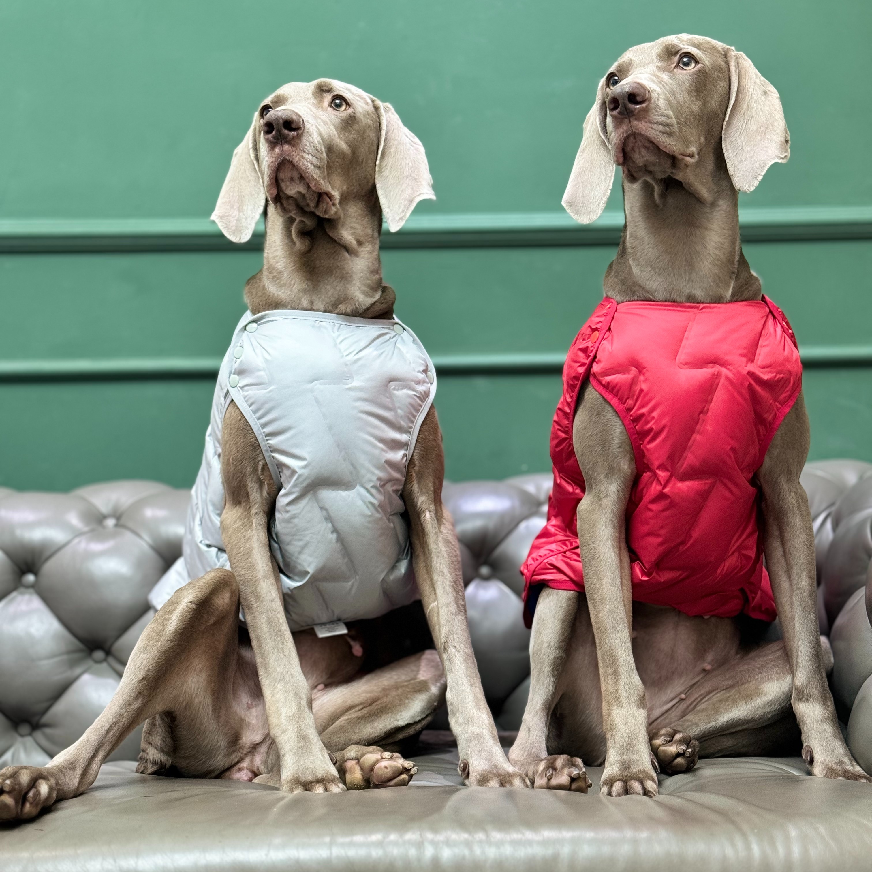 BEOW/BEOW中大型狗狗冬季保暖柔软温暖羽绒马甲 双面穿不粘毛