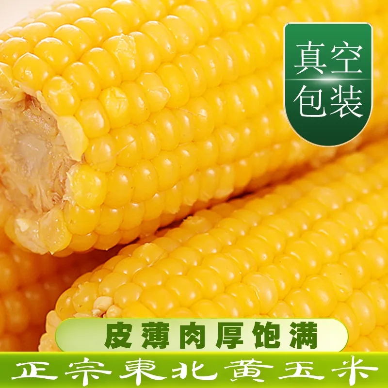 【工厂直销】东北黄糯玉米大棒真空包装整箱新鲜香糯粘糯窝料玉米棒