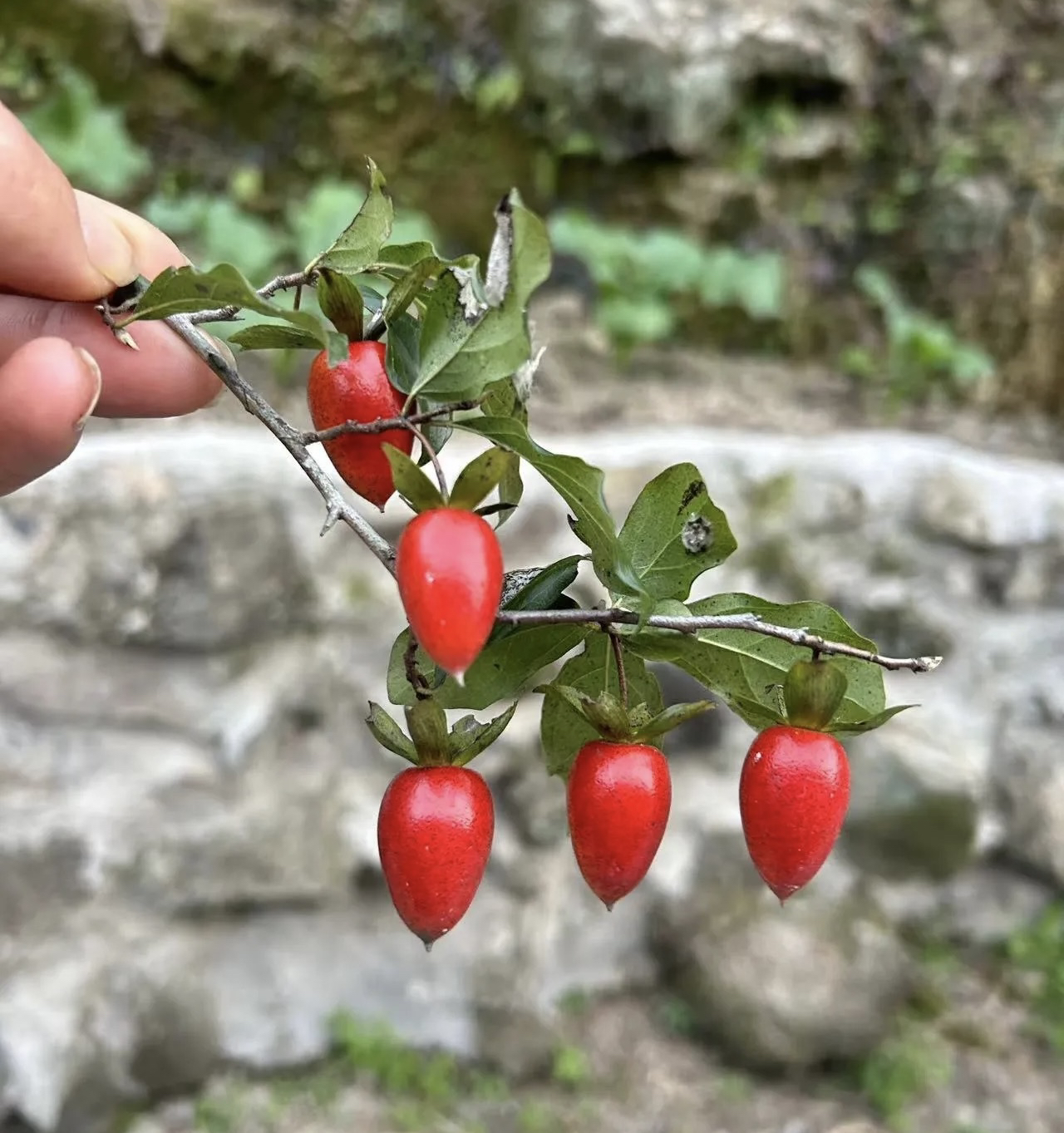 老鸦柿温州红根苗