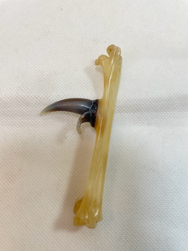 鸡爪骨手把件紫色炫彩蝴蝶双蹬单只