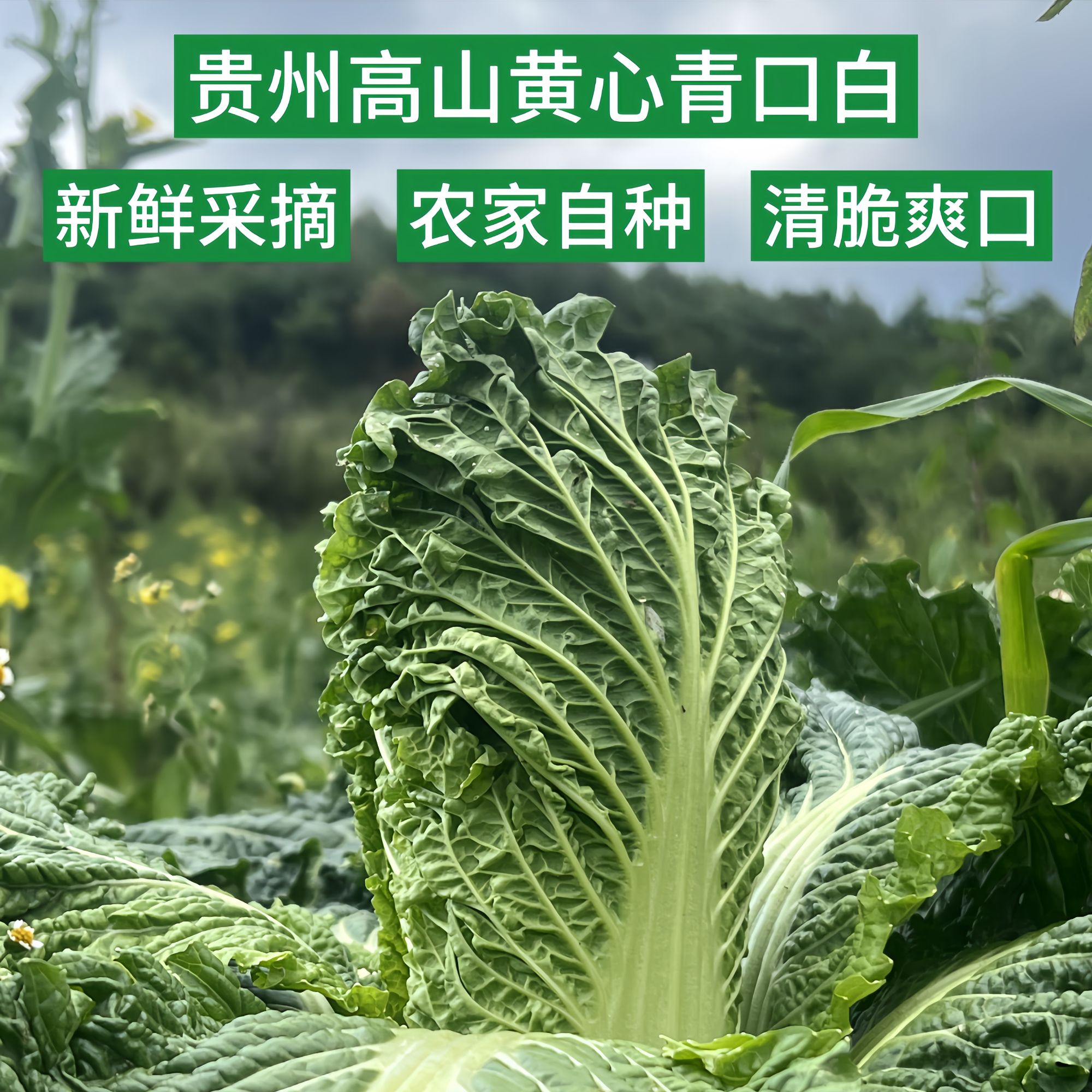 贵州高山农家露天种植黄心青口白 退伍老兵返乡助农