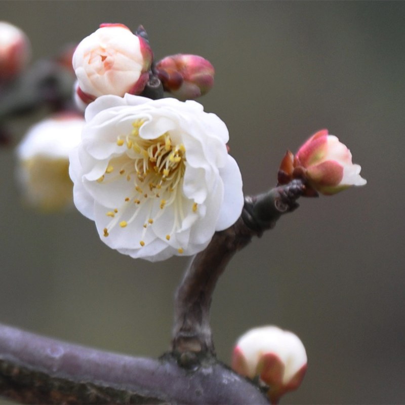 【原生龙游梅】盆栽造型盆景花卉耐寒庭院室内外开花浓香植物