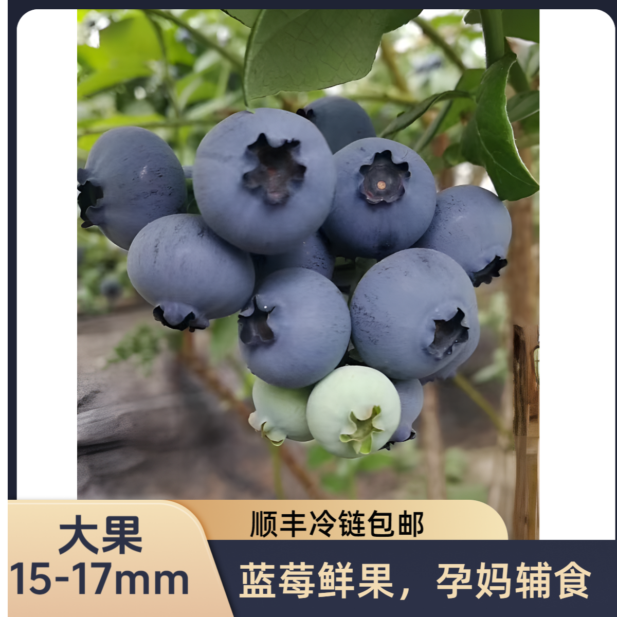 蓝莓大果15-17mm 孕妈辅食 冷链现采现发蓝莓鲜果