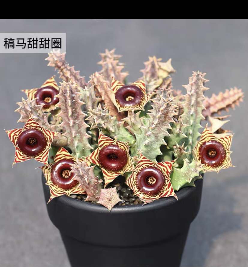 缟马甜甜圈萝藦科肉植物斑马盆栽多肉剑龙开花奇异组合甜甜花卉新