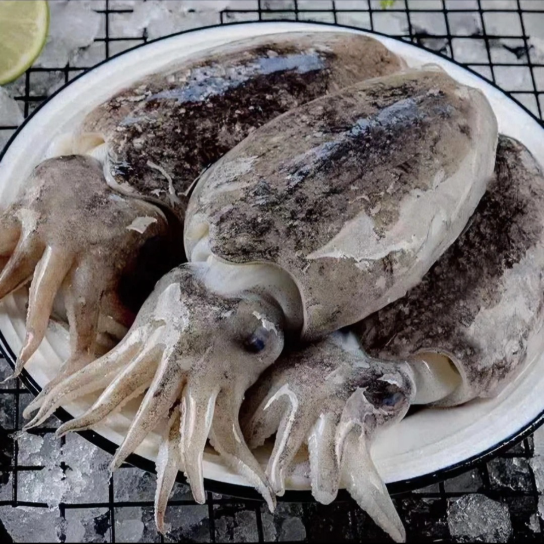 明图黄海海捕新鲜墨鱼  顺丰包邮