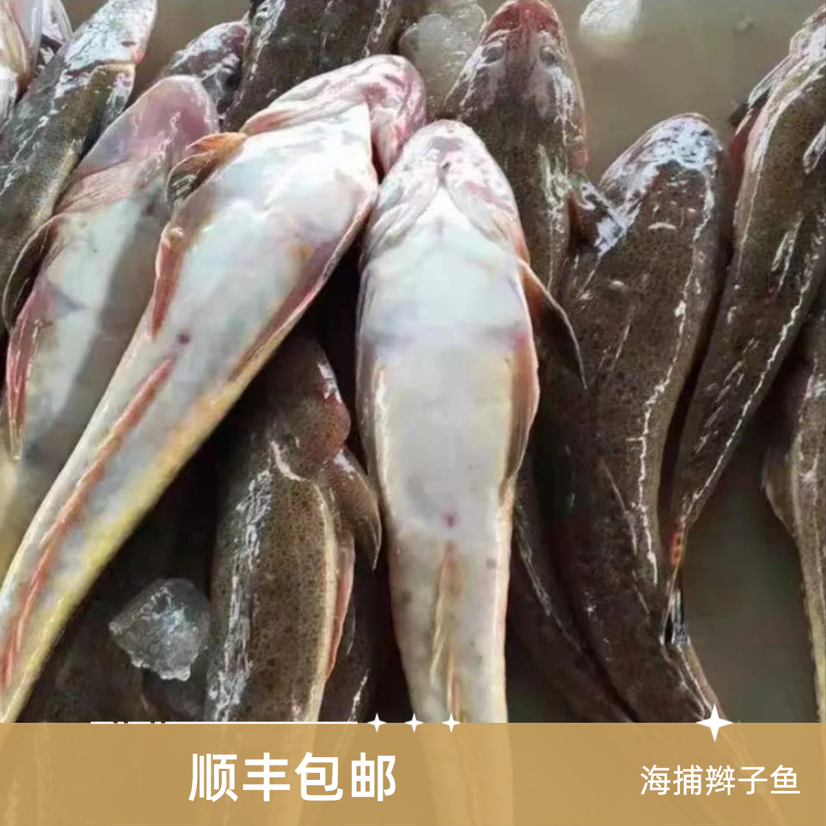 明图新鲜海捕辫子鱼狗腿鱼4斤顺丰包邮