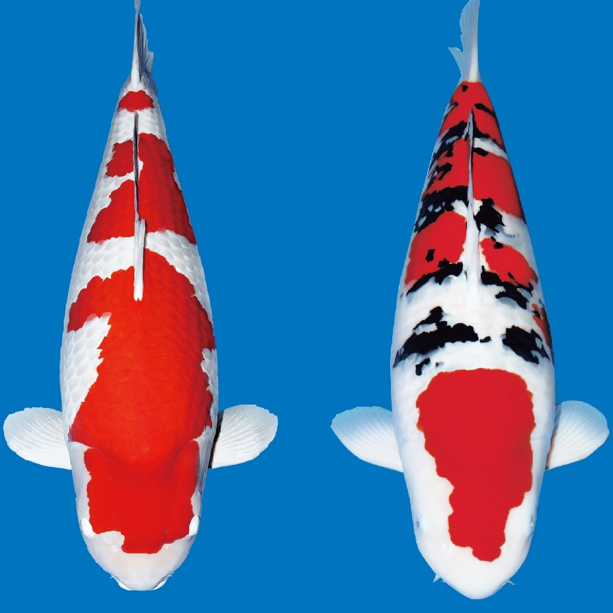 神客锦鲤精选大正红白系列开箱包活冷水观赏鱼饲养发货活体