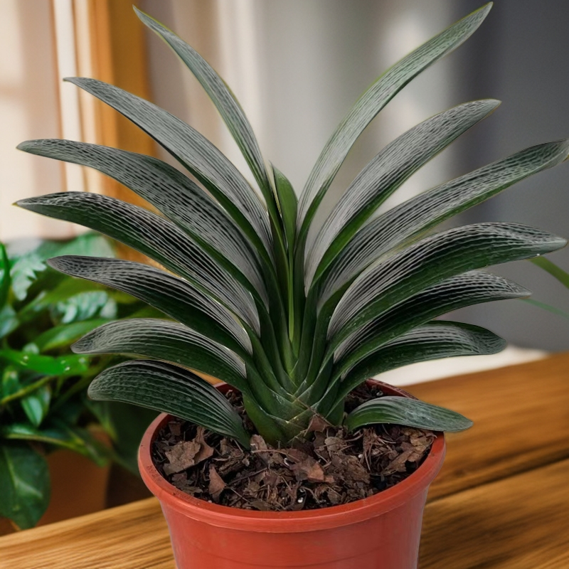 鞍山君子兰立板圆头和尚花油匠麻脸当年开花深橘红花室内客厅养殖