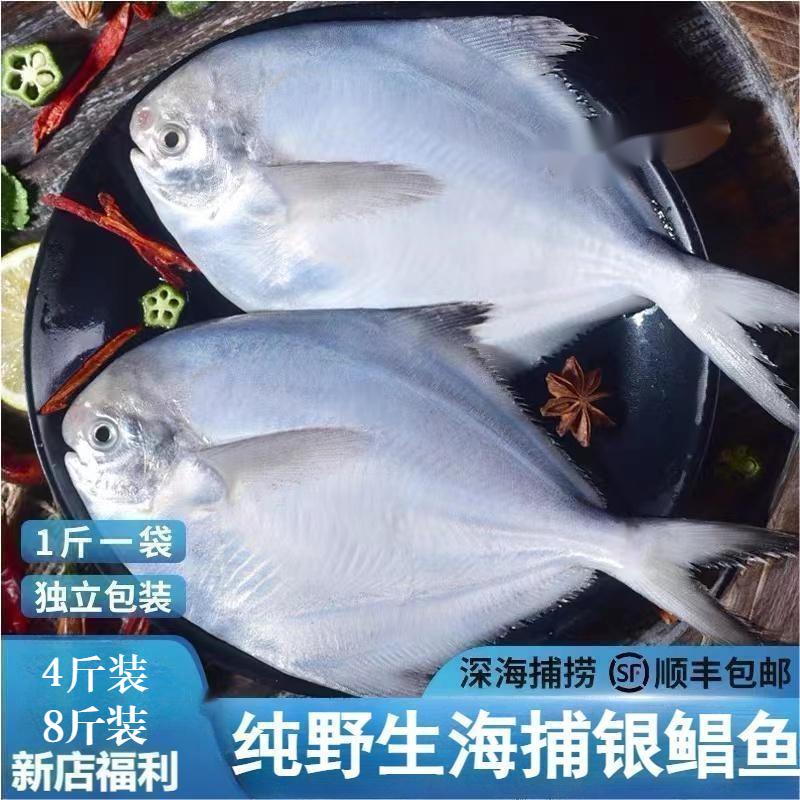 连云港发货 新鲜海捕银鲳鱼一斤5~6条 纯野生海捕速冻锁鲜鲜嫩