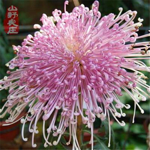 菊花种子四季播种户外高产花卉花籽种籽庭院阳台园林造景花种子