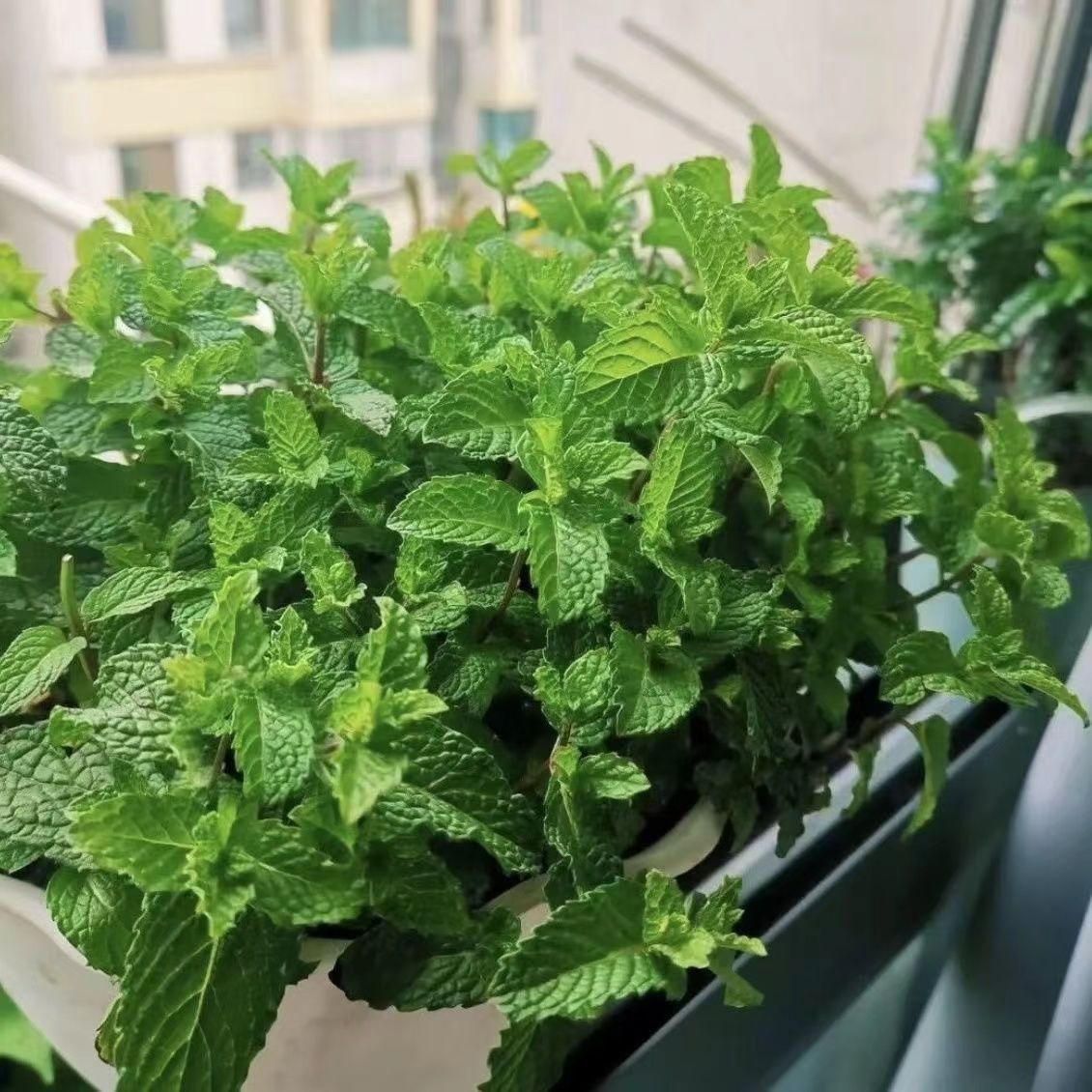 高产四季可食用薄荷驱蚊虫植物花草四季阳台室内外耐热花卉盆栽薄