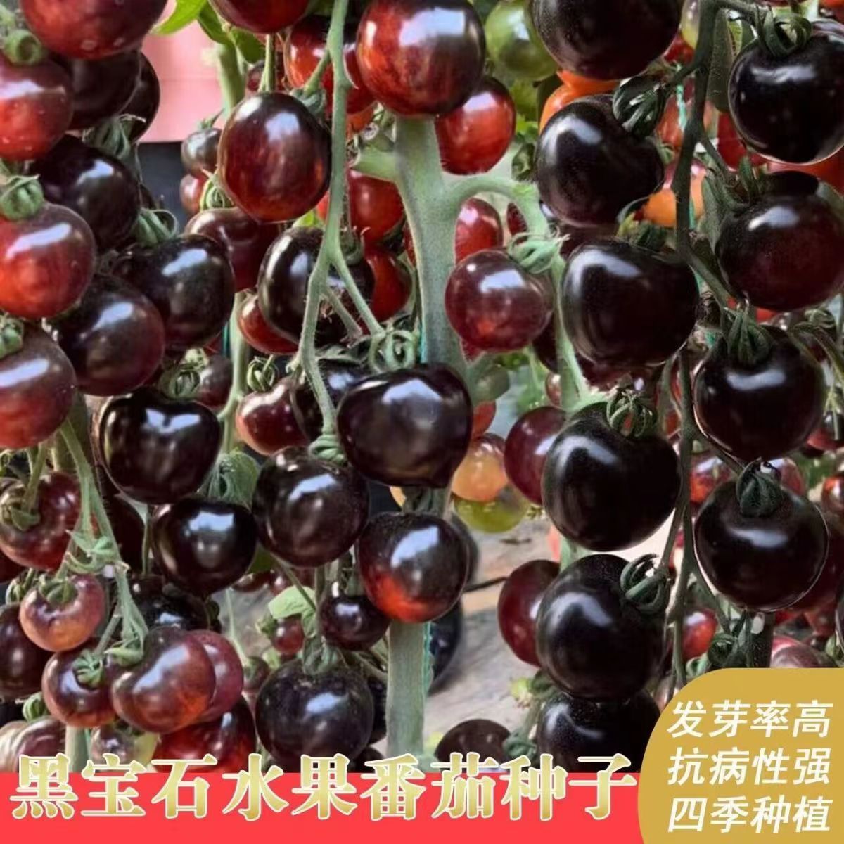 高产四季糖水黑珍珠番茄种子圣女果阳台盆栽种子小西红柿耐热耐寒