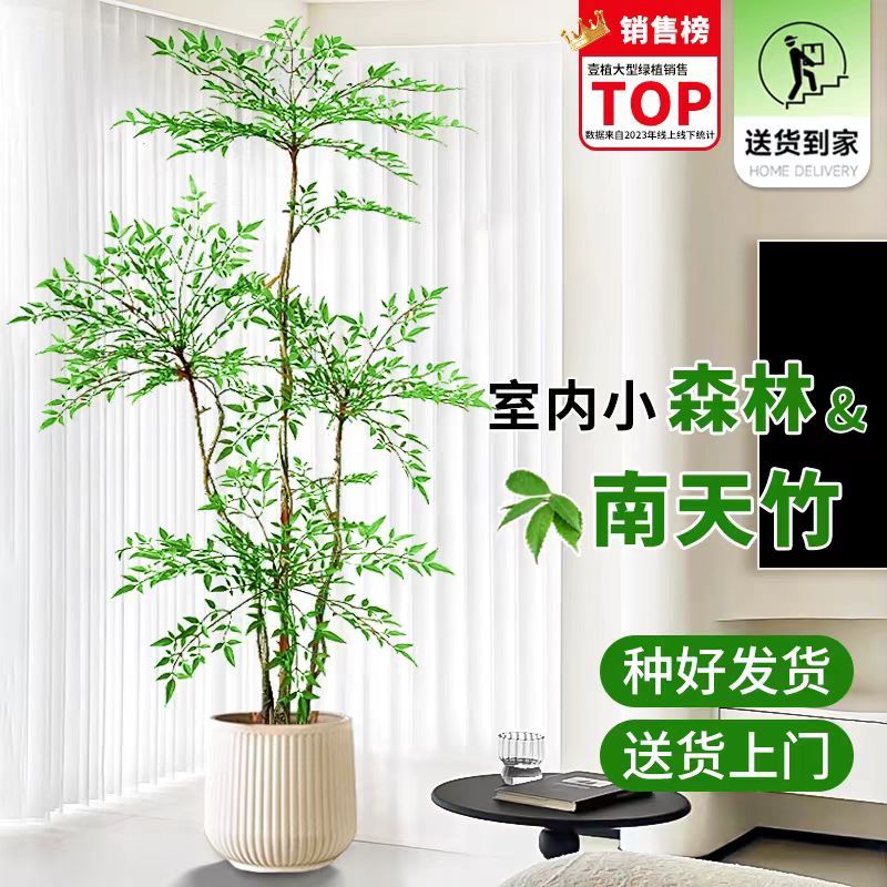 南天竹盆栽客厅绿植老桩办公室旺宅植物真花易养室内鄢陵梅园