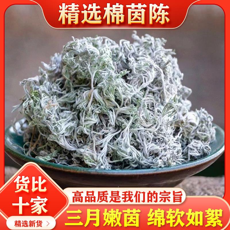 绵茵陈锦茵陈蒿茶汤白蒿嫩芽三月棉茵陈草菌陈土因陈泡水酒