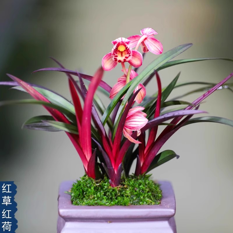 红草红荷 名贵四季兰 红花精品 阳台室内绿植兰草花卉