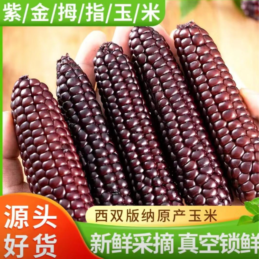 紫金糯拇指玉米老品种玉米真空包装/营养代餐1/2/4斤装