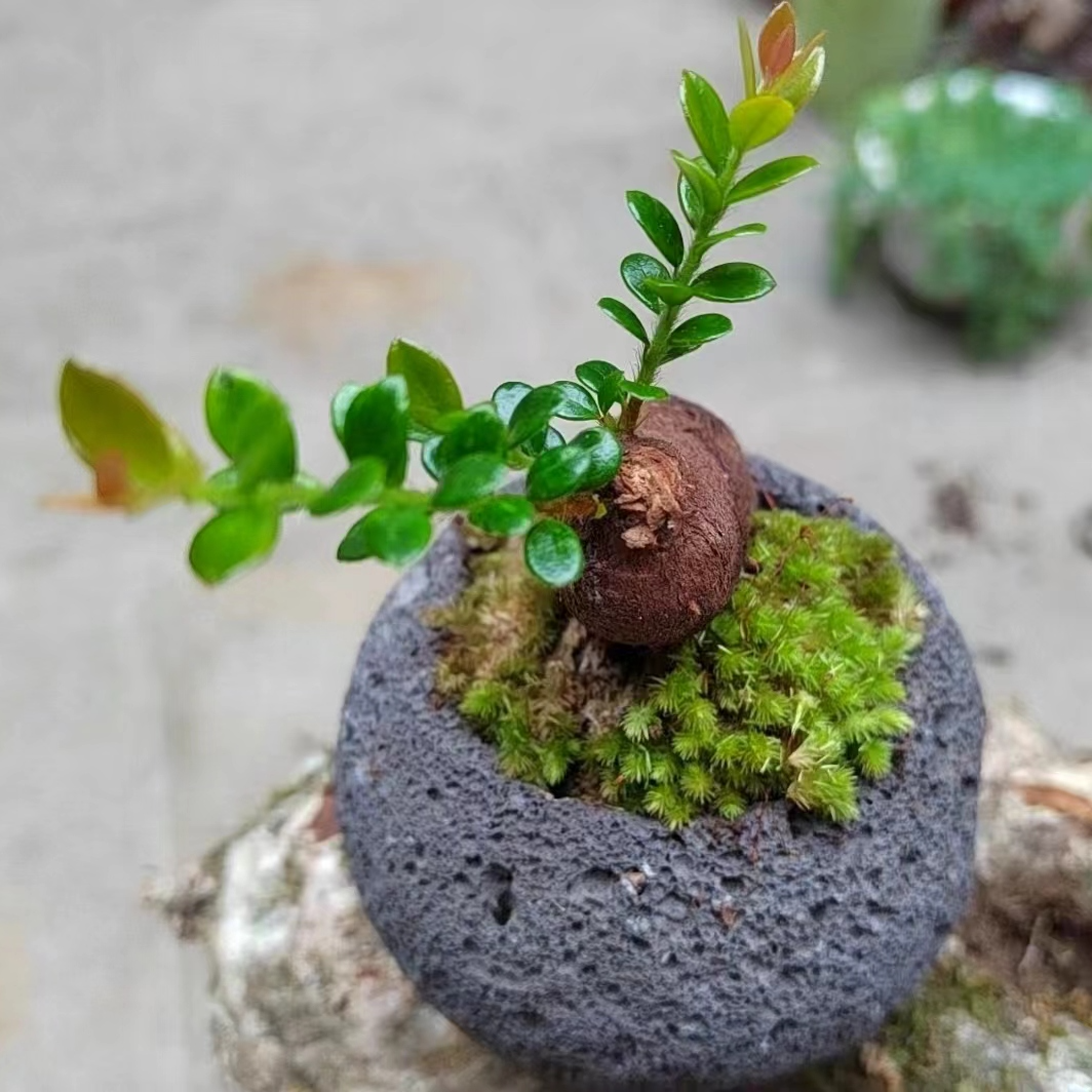 云南红花米叶树萝卜五翅梅绿植红花紫果小米叶造型盆栽观花