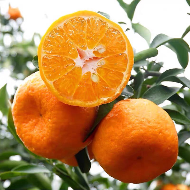 四川碰柑老品种正宗成熟芦柑丑橘子新鲜现摘应季水果爆甜多汁柑橘