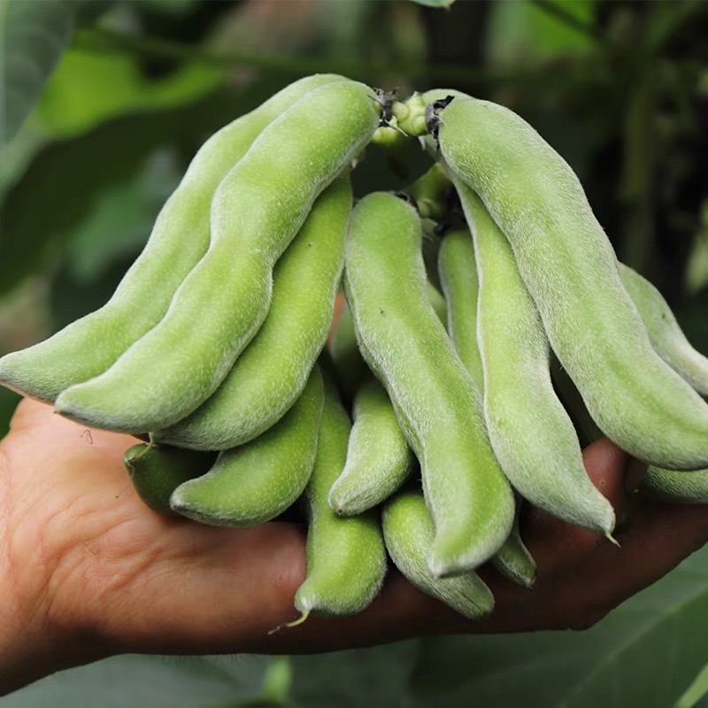 【京东包邮】四川地方特色新鲜现摘优质龙爪豆狗儿豆猫儿豆应季蔬菜