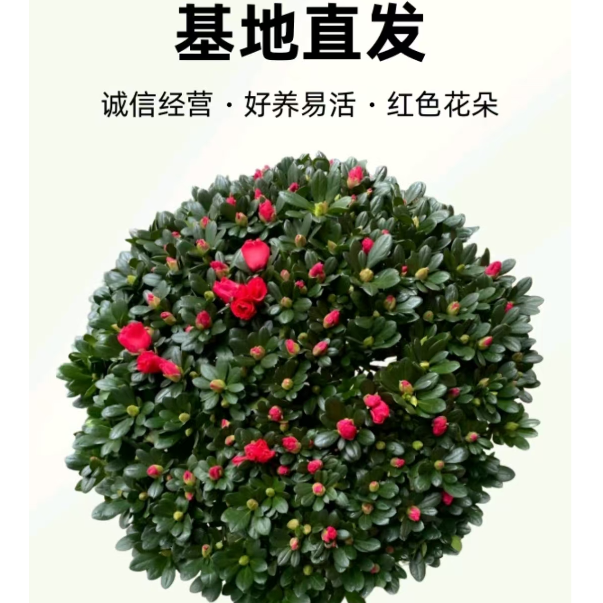 比利时西洋杜鹃杨梅红带花苞四季开花4年苗