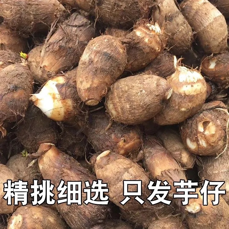 牛奶芋头新鲜山东芋头现挖新货1斤/3斤/5斤装 软糯粉滑芋仔山东
