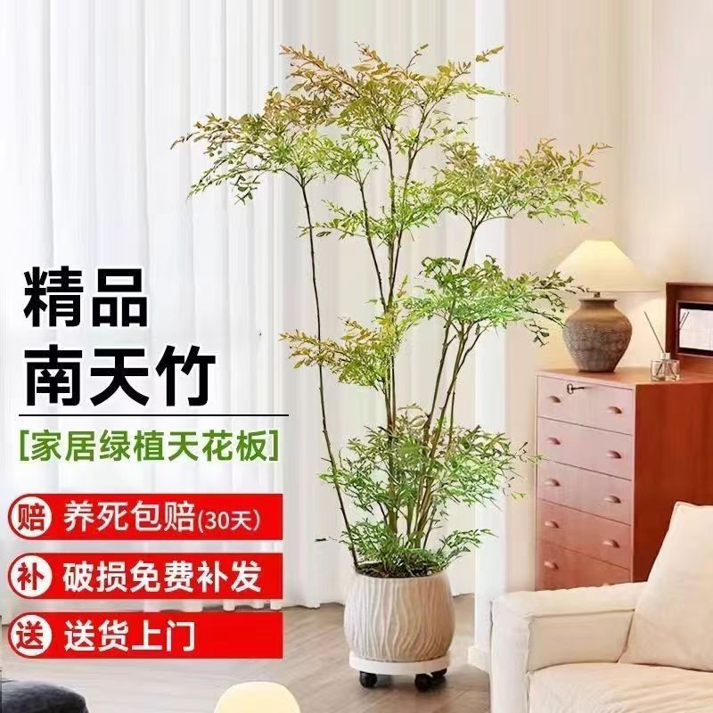 一物一拍 一本老桩南天竹造型室内净化空气意境感