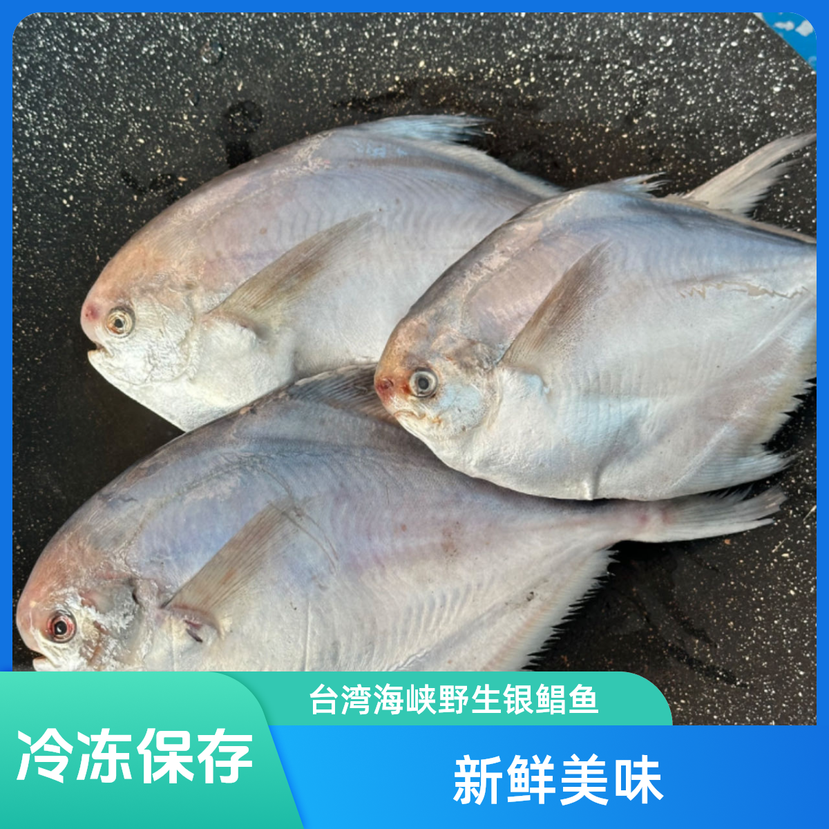 台湾海峡海捕新鲜银鲳鱼