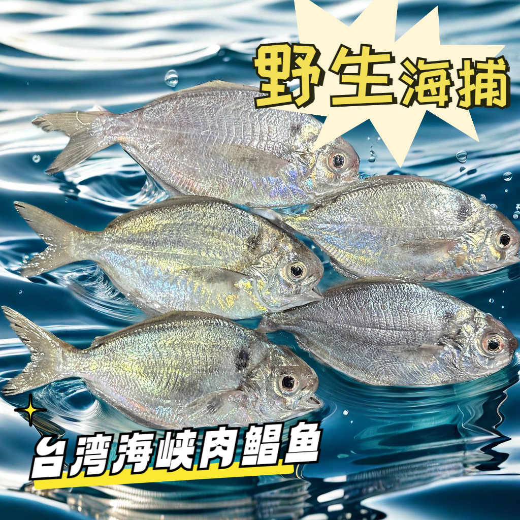 台湾海峡野生新鲜肉鲳鱼 