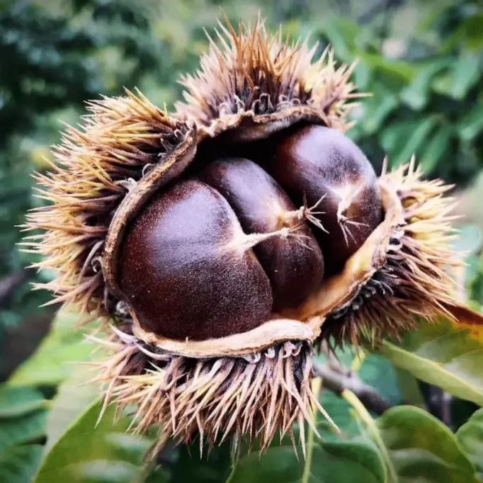 全州农家种植的板栗