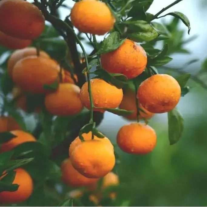 全州农民伯伯种的橘子