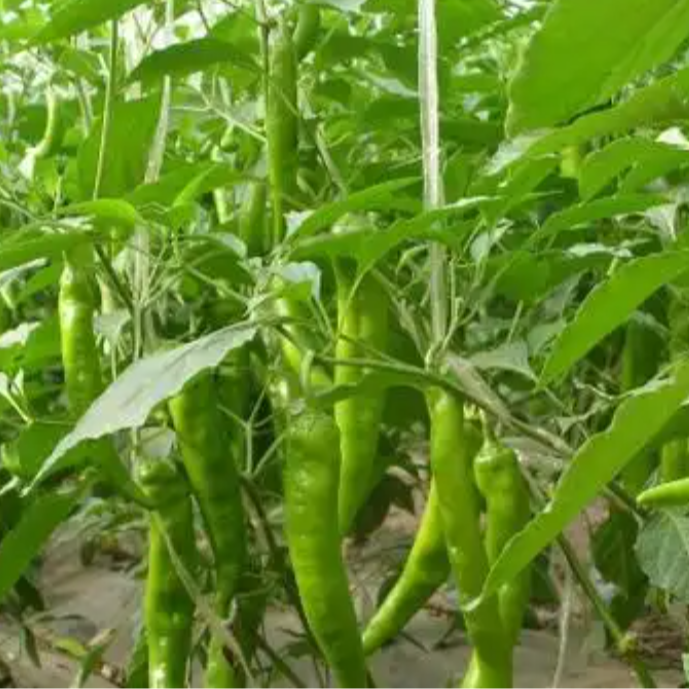 全州农家自种新鲜青辣椒