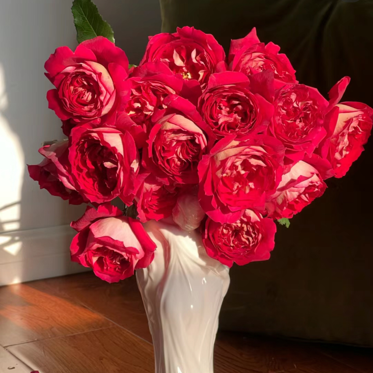 奈斯园艺 马萨德医生 月季花苗阳台庭院盆栽花卉勤花多头大花抗病