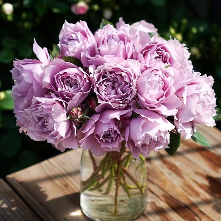 幻紫 灌木多头蓝紫色勤花月季 抗病强直立 梦幻紫耐热耐高温