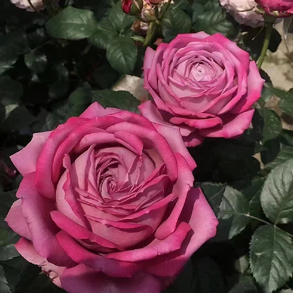 奈斯园艺 紫魂香水 1.5加仑扦插 紫色浓香大花灌木直立月季