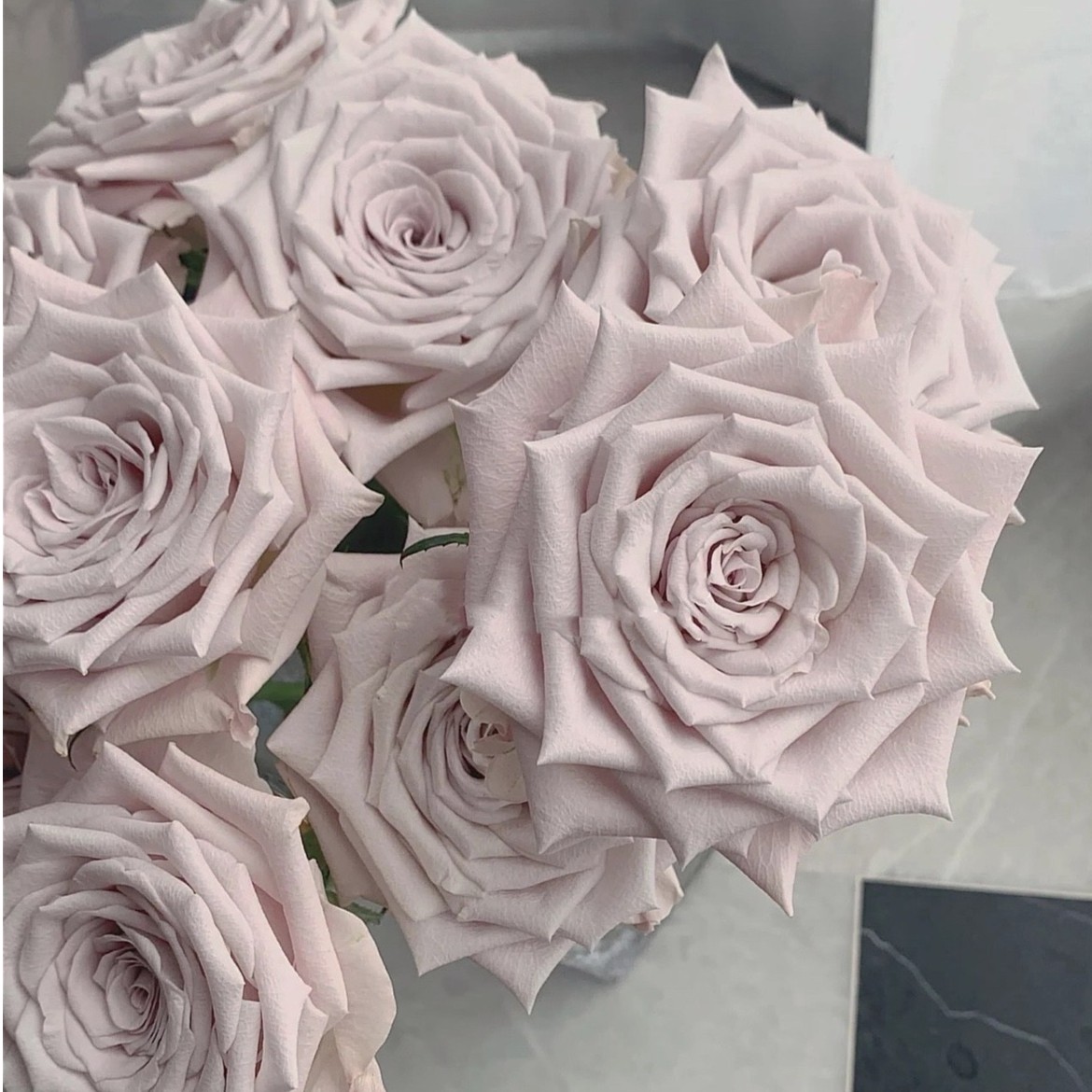 奈斯园艺 根接曼塔 超新品灌木直立切花月季高级玫瑰花复古灰色调