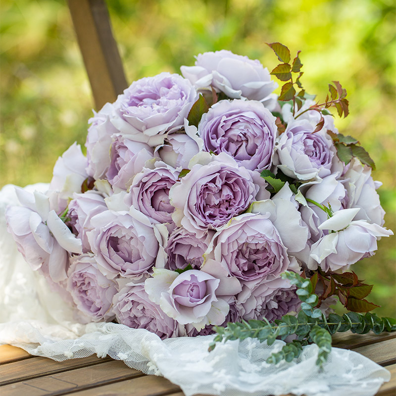 隐隐青 暑系列蓝紫色系月季玫瑰耐热浓香开张多头直立型灌木月季