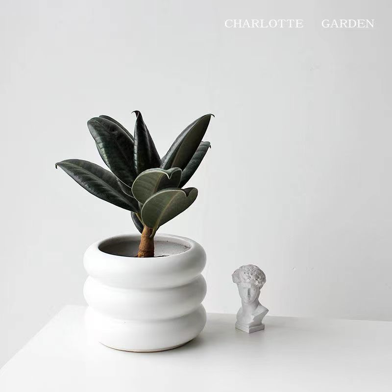 Charlotte 黑金刚橡皮树 北欧风盆栽室内阳台植物吸甲醛绿植易活
