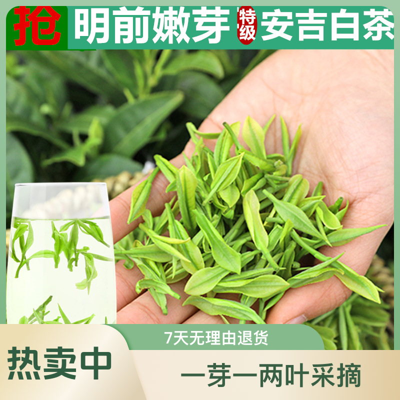 A42025年新茶安吉白茶鲜叶高山茶叶浓香型绿茶袋装礼盒装